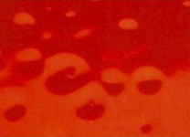 image_4080363b250446d4a085967c31184220